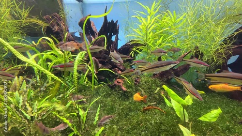 Colorful freshwater aquarium scene with various fish swimming among lush aquatic plants and natural decorations in a vibrant underwater environment. Aquarium products, home decor, nature and wildlife