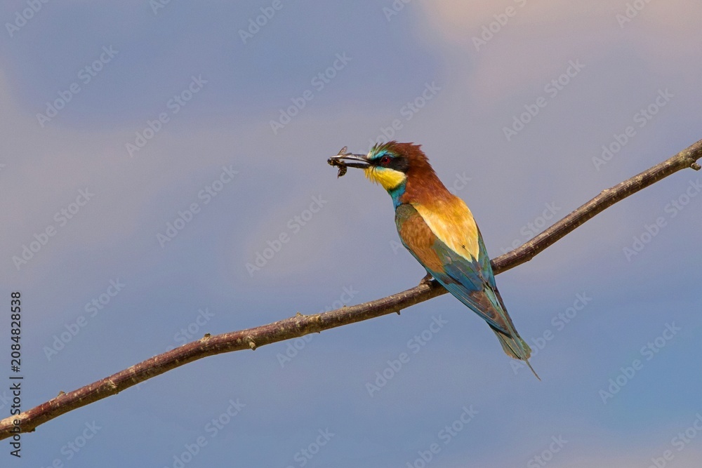 Obraz premium closeup of a beeeater