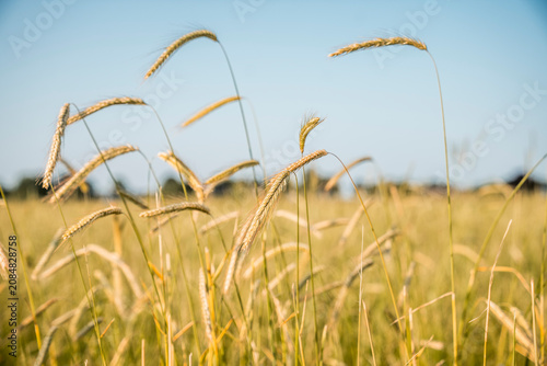 Foto Close-up of golden wheat field with ripening grain stalks swaying in sunlight be