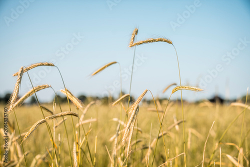 Obraz na plátne Close-up of golden wheat heads swaying in a sunlit field under a clear blue sky