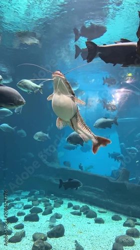 Large striped tiger shovelnose catfish swimming among various fish species in a vibrant aquarium environment with rocks and sand at the bottom. High quality motion footage