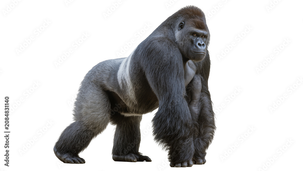Fototapeta premium Isolated powerful adult silverback gorilla standing, majestic primate, full body profile view.