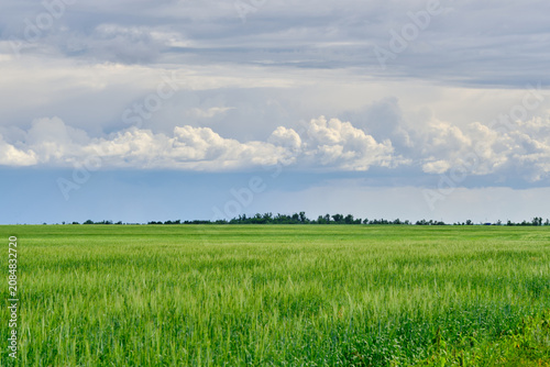 Wide green crop field stretching out towards distant tree line under dynamic cloudy summer sky.