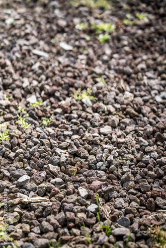 Fotografie Close-up of lava rock gravel with small green seedlings sprouting from porous vo