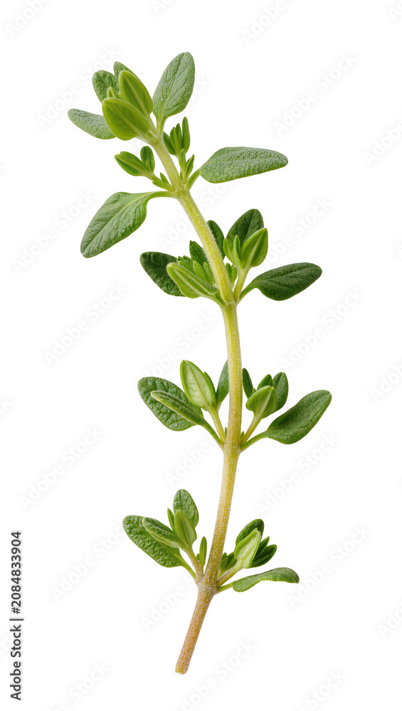 Fototapeta premium Isolated fresh organic thyme herb sprig with vibrant green leaves for culinary use