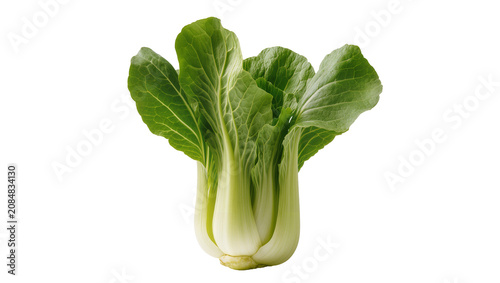Isolated fresh healthy crisp raw bok choy vegetable, an essential Asian cooking ingredient.