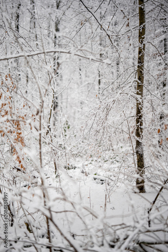 Bild auf Leinwand Snow-covered deciduous forest in winter with bare trunks, tangled underbrush and