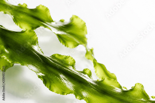 Wakame seaweed