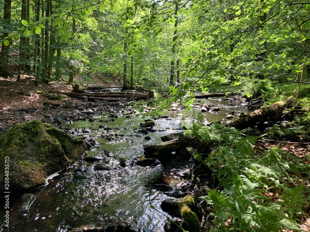 Fototapeta premium Gentle stream in the middle of a Swedish forest