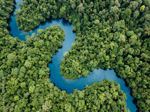Aerial view, lush green forest, winding river, natural landscape, tropical ecosystem