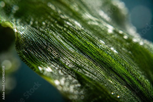 Wakame seaweed