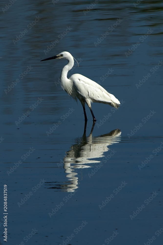 Obraz premium closeup of a little egret