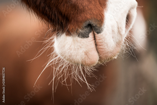 Foto Close-up of a horse's muzzle with whiskers and textured fur showing nostrils and