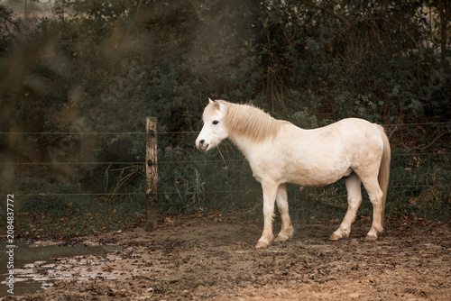 Bild auf Leinwand White pony standing on a muddy woodland path beside a weathered fence post with