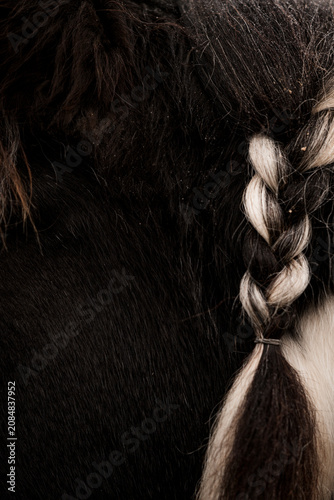 Fotografi Close-up portrait of a braided black and white horse mane and forelock on a dark