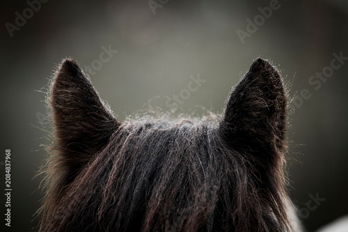 Canvas Print Close-up of a dark brown horse's ears and mane with soft shallow depth of field