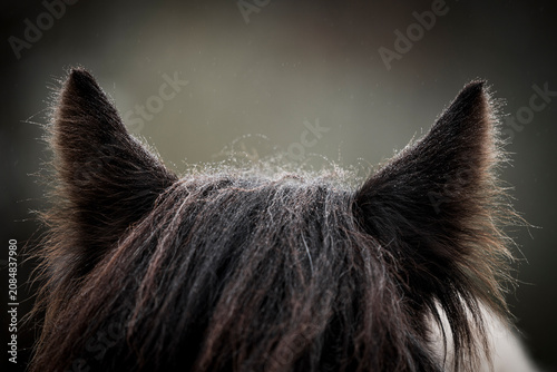 Tableau sur toile Close-up of a dark horse's ears and forelock with textured mane and shallow dept