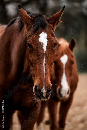 Close-up portrait of two bay horses with white facial blazes standing together in a shallow depth-of-field paddock