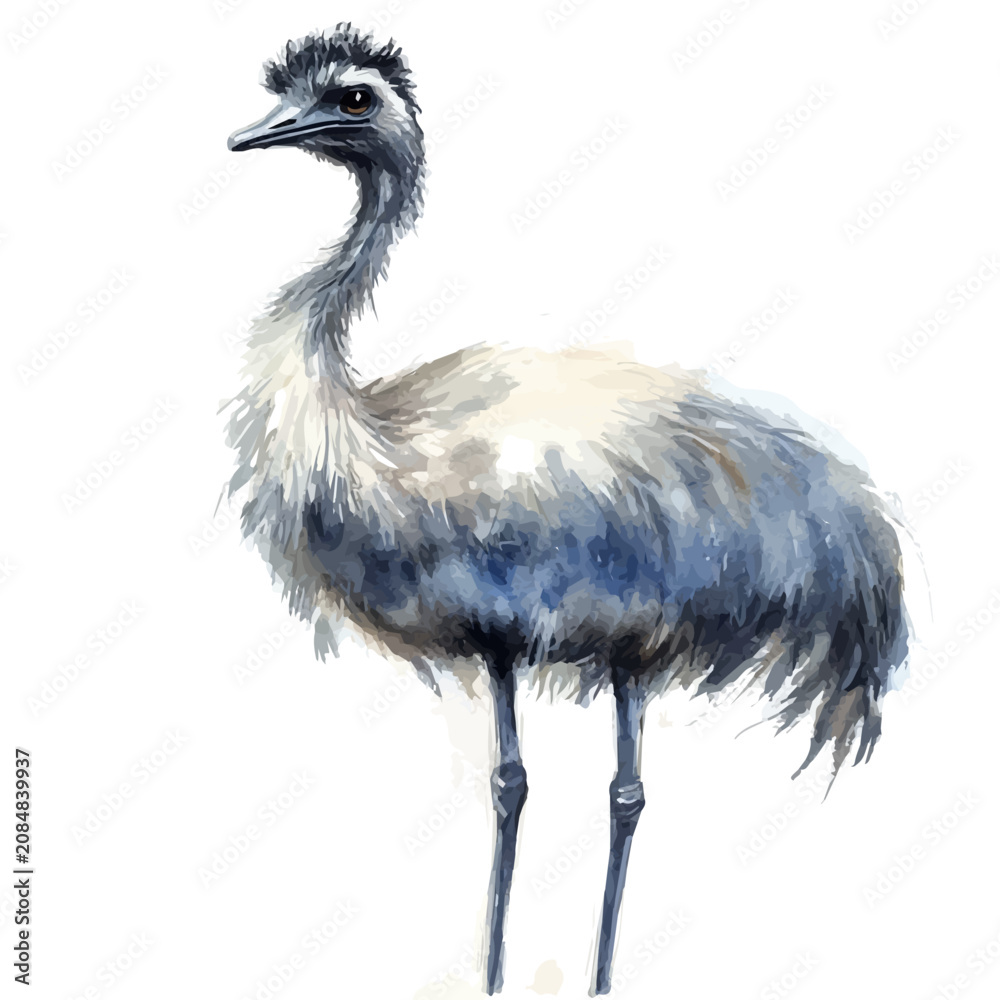Fototapeta premium watercolor of Emu vector painting, isolated on a white background.