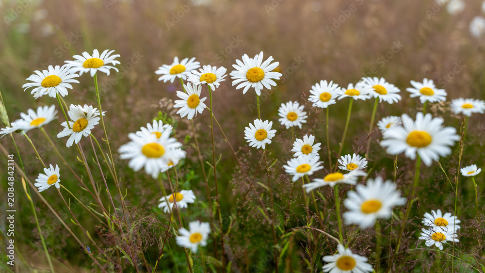 Φωτογραφία Oxeye daisies in summer meadow for floral background and nature design