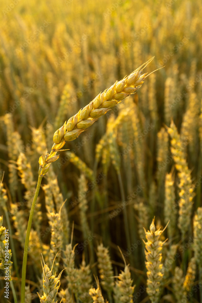 Obraz premium A tall wheat plant stands out among many others in a field. The sun sets in the background, casting a golden glow over the plants. The stalks show ripeness during the harvest season