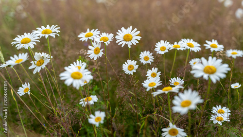 Canvastavla Oxeye daisies in summer meadow for floral background and nature design