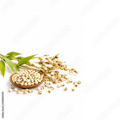 pearl barley on white background 