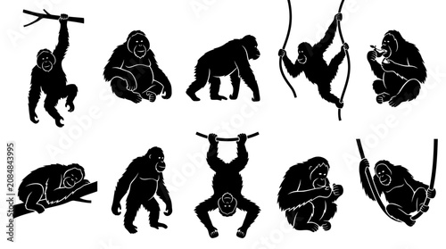 Orangutan Silhouettes: Diverse Poses of Great Apes in Jungle Habitat