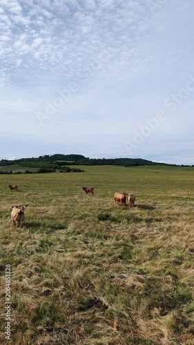 Karlovy Vary Region, Czech Republic - Cows grazing in a green meadow