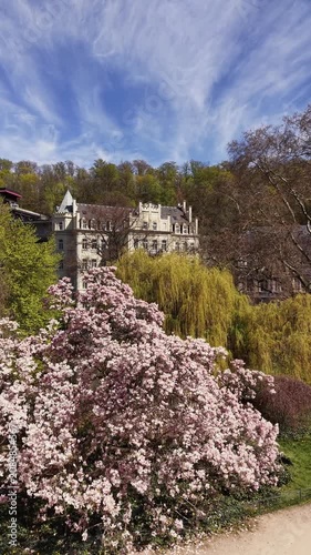 Karlovy Vary, Czech Republic - Blooming magnolia trees in Karlovy Vary