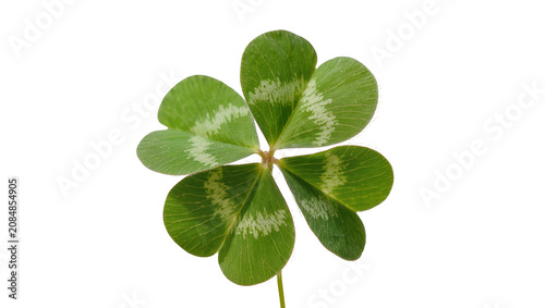 Quadro su tela Isolated vibrant green four-leaf clover, natural symbol of good luck and fortune