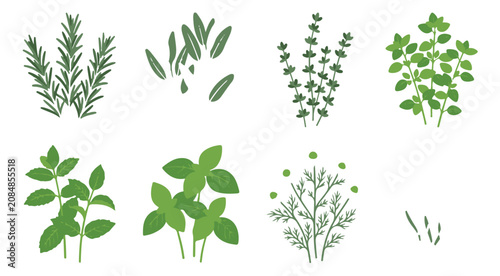 Foto Fresh culinary herbs collection, flat vector set of organic green seasoning plan