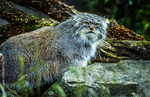 Pallas Cat Wildlife Portrait in Natural Habitat