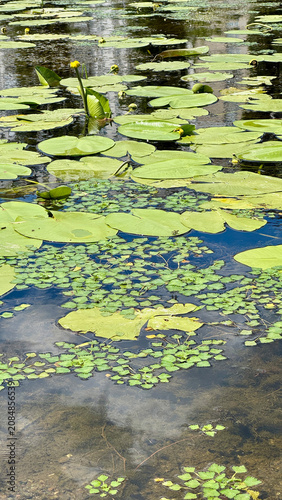 Photography Yellow water lilies and water chestnut rosettes floating on the surface of a fre