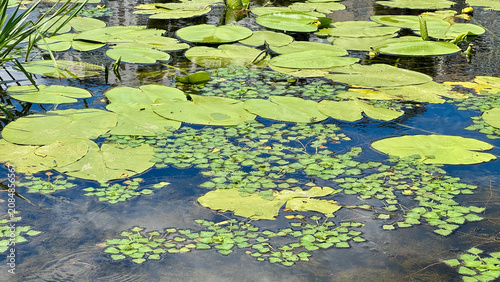 Photography Water caltrop rosettes and green lily pads floating on a sunny freshwater pond s
