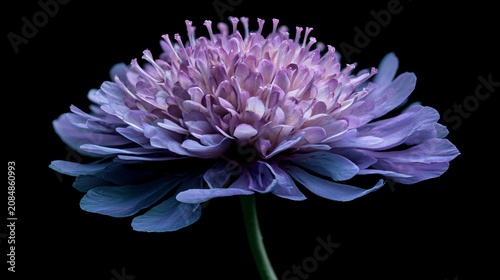 Blooming Knautia Macedonia Plant Seed Close-up Image