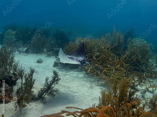 Fotografia Spotted Eagle Ray (Aetobatus narinari) gliding low over a shallow coral reef and sandy seafloor in Bonaire