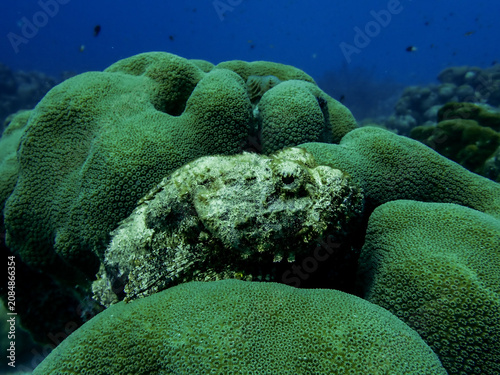 Quadro su tela Spotted Scorpionfish (Scorpaena plumieri) resting quietly on top of a star coral head in Bonaire