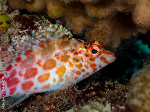 A sharp macro portrait of a small Pixy Hawkfish (Cirrhitichthys oxycephalus) perched under a hard coral shelf at Soneva Fushi, Maldives.