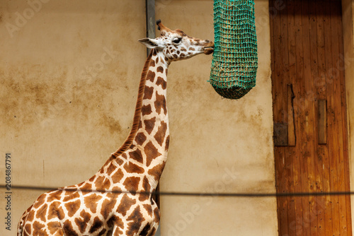 Konstfotografi Giraffe eating hay from hanging feeder