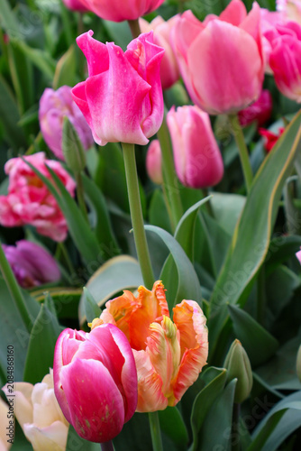 Beautiful Design Impression Pink Tulips Blooming in Spring Garden
Vibrant Salmon Pink Tulips in Full Bloom, Floral Background
 .