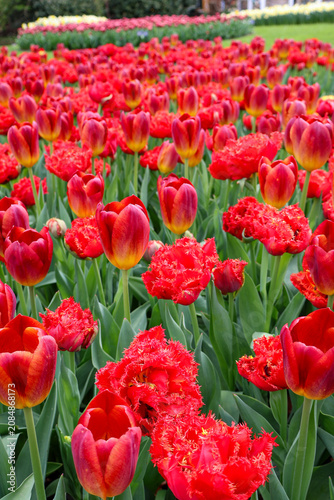  Vibrant field of blooming red and orange tulips in spring garden
  red and white tulips