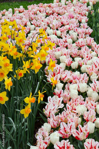 Beautiful spring garden with blooming yellow daffodils and pink tulips.   pink and white tulips