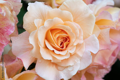 amazing peach-apricot color rose blossoming  at cloudy morning. macro