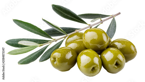 Isolated fresh green olives with leaves on a branch, delicious and healthy Mediterranean food ingredient