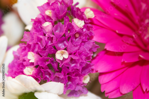 bouquet-fleurs-roses-gerbera-marguerites-blanches-macro