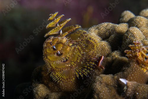 Quadro su tela ￼Christmas tree worm crown extended from a stony coral head in the Florida Keys