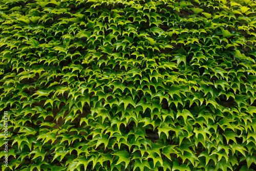 Green Boston ivy leaves covering wall background