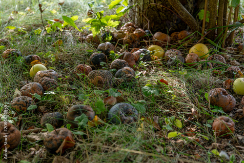 Canvas Print Overripe apples decomposing on orchard soil surrounded by grass and fallen leaves