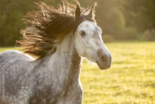 Spanisches Pferd mit wehender Mähne